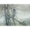 Ghost of the North - Cobble Hill Puzzle 1000 pezzi